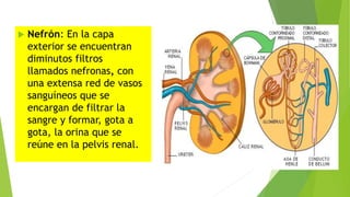  Nefrón: En la capa
exterior se encuentran
diminutos filtros
llamados nefronas, con
una extensa red de vasos
sanguíneos que se
encargan de filtrar la
sangre y formar, gota a
gota, la orina que se
reúne en la pelvis renal.
 