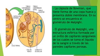 - La cápsula de Bowman, que
tiene forma de una copa hueca y
presenta doble membrana. En su
centro se encuentra el
glomérulo de Malpighi.
- El glomérulo de Malpighi, una
estructura esférica formada por
un ovillo de capilares sanguíneos
de los cuales se toma el líquido
de la sangre a través de las
paredes capilares porosas.
 