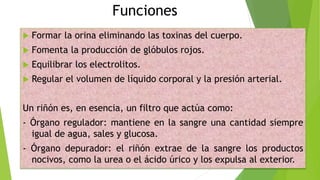 Funciones
 Formar la orina eliminando las toxinas del cuerpo.
 Fomenta la producción de glóbulos rojos.
 Equilibrar los electrolitos.
 Regular el volumen de líquido corporal y la presión arterial.
Un riñón es, en esencia, un filtro que actúa como:
- Órgano regulador: mantiene en la sangre una cantidad siempre
igual de agua, sales y glucosa.
- Órgano depurador: el riñón extrae de la sangre los productos
nocivos, como la urea o el ácido úrico y los expulsa al exterior.
 