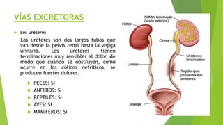 VÍAS EXCRETORAS
 Los uréteres
Los uréteres son dos largos tubos que
van desde la pelvis renal hasta la vejiga
urinaria. Los uréteres tienen
terminaciones muy sensibles al dolor, de
modo que cuando se obstruyen, como
ocurre en los cólicos nefríticos, se
producen fuertes dolores.
 PECES: SI
 ANFIBIOS: SI
 REPTILES: SI
 AVES: SI
 MAMIFEROS: SI
 