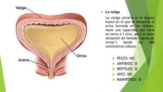  La vejiga
La vejiga urinaria es el órgano
hueco en el que se almacena la
orina formada en los riñones,
tiene una capacidad que varía
en torno a 1 litro, pero se tiene
sensación de llenado ("ganas de
orinar") desde los 400
centímetros cúbicos
 PECES: NO
 ANFIBIOS: SI
 REPTILES: SI
 AVES: NO
 MAMIFEROS: SI
 