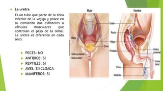  La uretra
Es un tubo que parte de la zona
inferior de la vejiga y posee en
su comienzo dos esfínteres o
válvulas musculares que
controlan el paso de la orina.
La uretra es diferente en cada
sexo.
 PECES: NO
 ANFIBIOS: SI
 REPTILES: SI
 AVES: SI/CLOACA
 MAMIFEROS: SI
 
