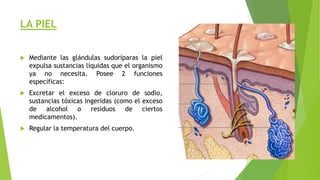 LA PIEL
 Mediante las glándulas sudoríparas la piel
expulsa sustancias líquidas que el organismo
ya no necesita. Posee 2 funciones
específicas:
 Excretar el exceso de cloruro de sodio,
sustancias tóxicas ingeridas (como el exceso
de alcohol o residuos de ciertos
medicamentos).
 Regular la temperatura del cuerpo.
 