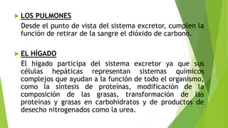 LOS PULMONES
Desde el punto de vista del sistema excretor, cumplen la
función de retirar de la sangre el dióxido de carbono.
 EL HÍGADO
El hígado participa del sistema excretor ya que sus
células hepáticas representan sistemas químicos
complejos que ayudan a la función de todo el organismo,
como la síntesis de proteínas, modificación de la
composición de las grasas, transformación de las
proteínas y grasas en carbohidratos y de productos de
desecho nitrogenados como la urea.
 