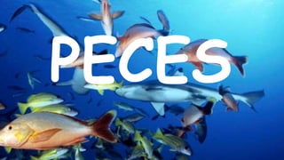 PECES
 