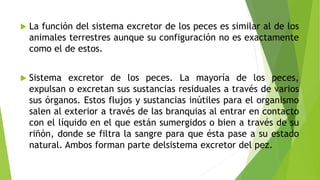  La función del sistema excretor de los peces es similar al de los
animales terrestres aunque su configuración no es exactamente
como el de estos.
 Sistema excretor de los peces. La mayoría de los peces,
expulsan o excretan sus sustancias residuales a través de varios
sus órganos. Estos flujos y sustancias inútiles para el organismo
salen al exterior a través de las branquias al entrar en contacto
con el líquido en el que están sumergidos o bien a través de su
riñón, donde se filtra la sangre para que ésta pase a su estado
natural. Ambos forman parte delsistema excretor del pez.
 