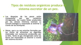 Tipos de residuos orgánicos produce el
sistema excretor de un pez.
 Los despojos de los peces están
compuestos por gas carbónico
nitrogenado, los cuales están producidos
por las células mientras realizan su
función biológica y expulsado al exterior a
través de las branquias.
 Heces, que a su vez estarían formados por
los restos de alimentos no digeridos
mezclados con sustancias producidas por
la bilis. Tanto el gas nitrogenado como las
heces son expulsadas al exterior a través
del sistema excretor
 