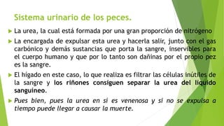 Sistema urinario de los peces.
 La urea, la cual está formada por una gran proporción de nitrógeno
 La encargada de expulsar esta urea y hacerla salir, junto con el gas
carbónico y demás sustancias que porta la sangre, inservibles para
el cuerpo humano y que por lo tanto son dañinas por el propio pez
es la sangre.
 El hígado en este caso, lo que realiza es filtrar las células inútiles de
la sangre y los riñones consiguen separar la urea del líquido
sanguíneo.
 Pues bien, pues la urea en sí es venenosa y si no se expulsa a
tiempo puede llegar a causar la muerte.
 