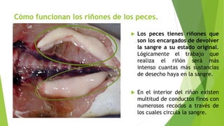Cómo funcionan los riñones de los peces.
 Los peces tienes riñones que
son los encargados de devolver
la sangre a su estado original.
Lógicamente el trabajo que
realiza el riñón será más
intenso cuantas más sustancias
de desecho haya en la sangre.
 En el interior del riñón existen
multitud de conductos finos con
numerosos recodos a través de
los cuales circula la sangre.
 