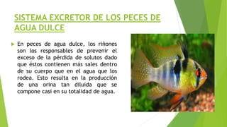 SISTEMA EXCRETOR DE LOS PECES DE
AGUA DULCE
 En peces de agua dulce, los riñones
son los responsables de prevenir el
exceso de la pérdida de solutos dado
que éstos contienen más sales dentro
de su cuerpo que en el agua que los
rodea. Esto resulta en la producción
de una orina tan diluida que se
compone casi en su totalidad de agua.
 