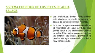 SISTEMA EXCRETOR DE LOS PECES DE AGUA
SALADA
 Los individuos deben contrarrestar
este efecto a través de la ingesta de
agua y de la función de sus riñones.
 La toma de agua trae como beneficios
el reemplazo del agua perdida, pero
puede llevar a una acumulación nociva
de sales. Estas sales son removidas por
los riñones los cuales previenen la
pérdida de agua excretando una orina
muy concentrada.
 