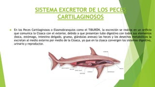 SISTEMA EXCRETOR DE LOS PECES
CARTILAGINOSOS
 En los Peces Cartilaginosos o Elasmobranquios como el TIBURÓN, la excreción se realiza en un orificio
que comunica la Cloaca con el exterior, debido a que presentan tubo digestivo con todos sus elementos
(boca, estómago, intestino delgado, grueso, glándulas anexas) las heces y los desechos metabólicos la
excretan al medio externo por medio de la Cloaca, ya que en la cloaca convergen los sistemas digestivo,
urinario y reproductor.
 