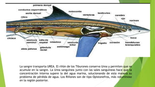 La sangre transporta UREA. El riñón de los Tiburones conserva Urea y permiten que se
acumule en la sangre. La Urea sanguínea junto con las sales sanguíneas hace que la
concentración interna supere la del agua marina, solucionando de esta manera su
problema de pérdida de agua. Los Riñones son de tipo Opistonefros, más voluminoso
en la región posterior.
 