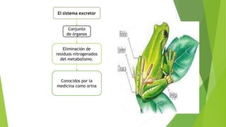 El sistema excretor
Conjunto
de órganos
Eliminación de
residuos nitrogenados
del metabolismo.
Conocidos por la
medicina como orina
 