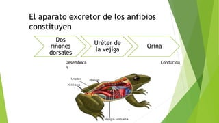 Dos
riñones
dorsales
Uréter de
la vejiga
Orina
El aparato excretor de los anfibios
constituyen
Desemboca
n
Conducida
 