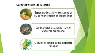 Especies de ambientes secos es
su concentración en ácido úrico
Las especies acuáticas suelen
excretar amoníaco
Utilizan la vejiga como depósito
de agua
Características de la orina
 