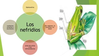Los
nefridios
Opistonefros
dos regiones, la
proximal y la
distal
antes de unirse
a los
nefroconductos
conductos
urinarios o
excretores
 