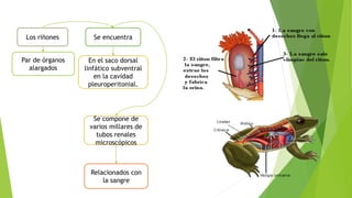 Los riñones
Par de órganos
alargados
Se encuentra
En el saco dorsal
linfático subventral
en la cavidad
pleuroperitonial.
Se compone de
varios millares de
tubos renales
microscópicos
Relacionados con
la sangre
 