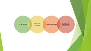 En los anfibios
conductos
urinarios
espermatozoides
gónadas están
literalmente
conectadas
 