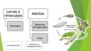 Larvas o
renacuajos
Amoniaco
Adultos
Desechos
nitrogenados
Urea
La metamorfosis
cambios en la
fisiología del riñón
 