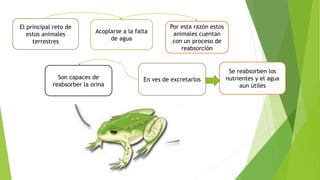 El principal reto de
estos animales
terrestres
Acoplarse a la falta
de agua
Por esta razón estos
animales cuentan
con un proceso de
reabsorción
Se reabsorben los
nutrientes y el agua
aun útiles
En ves de excretarlosSon capaces de
reabsorber la orina
 