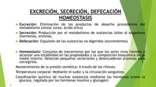 EXCRECIÓN, SECRECIÓN, DEFECACIÓN
HOMEOSTASIS
 Excreción: Eliminación de los productos de desecho procedentes del
metabolismo celular (urea, ácido úrico)
 Secreción: Producción por el metabolismo de sustancias útiles al organismo
(hormonas, enzimas.
 Defecación: Expulsión de las sustancias no digeridas (excrementos)
 Homeostasis: Conjunto de mecanismos por los que los seres vivos tienden a
alcanzar una estabilidad en las propiedades y la composición bioquímica de su
medio interno. Detectan pequeñas variaciones y desencadenan procesos para
corregirlos.
Mantenimiento de la presión osmótica: A través de los riñones.
Temperatura corporal: Mediante el sudor y la circulación sanguínea.
Coordinación química de muchas sustancias mediante las hormonas (como la
glucosa, regulada por las hormonas insulina y glucagón)

 