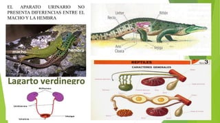 EL APARATO URINARIO NO
PRESENTA DIFERENCIAS ENTRE EL
MACHO Y LA HEMBRA
 