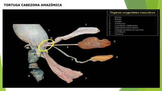 TORTUGA CABEZONA AMAZÓNICA
 