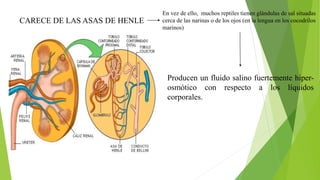 CARECE DE LAS ASAS DE HENLE
En vez de ello, muchos reptiles tienen glándulas de sal situadas
cerca de las narinas o de los ojos (en la lengua en los cocodrilos
marinos)
Producen un fluido salino fuertemente hiper-
osmótico con respecto a los líquidos
corporales.
 
