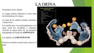 LA ORINA
Se produce en los riñones
La vejiga urinaria almacena la orina antes
de eliminarla por la cloaca.
La orina de los reptiles contiene amoníaco
o ácido úrico.
Los reptiles que viven principalmente en el
agua, como los cocodrilos y caimanes,
excretan la mayor parte de sus desechos
nitrogenados en forma de AMONÍACO
Los reptiles son URICOTÍLICOS
Poseen un sistema excretor que conserva el
agua
 