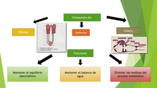 Compuesto de:
Cloaca
UréteresRiñones
Funciones
Mantener el equilibrio
electrolítico
Eliminar los residuos del
proceso metabólico
Mantener el balance de
agua
 