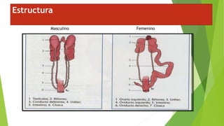 Estructura
Masculino Femenino
 