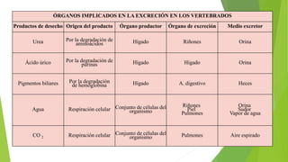 ÓRGANOS IMPLICADOS EN LA EXCRECIÓN EN LOS VERTEBRADOS
Productos de desecho Origen del producto Órgano productor Órgano de excreción Medio excretor
Urea Por la degradación de
aminoácidos Hígado Riñones Orina
Ácido úrico Por la degradación de
purinas Hígado Hígado Orina
Pigmentos biliares Por la degradación
de hemoglobina Hígado A. digestivo Heces
Agua Respiración celular Conjunto de células del
organismo
Riñones
Piel
Pulmones
Orina
Sudor
Vapor de agua
CO 2 Respiración celular Conjunto de células del
organismo Pulmones Aire espirado
 