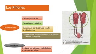 Los Riñones
Compuesto de un amplio número de túbulos
renales o nefronas
Color rojizo marrón
Conformado por la corteza renal y
la médula renal
Detrás de los pulmones cada lodo de
la columna vertebral.
Formado por 3 lóbulos
Caracteristicas
Ubicación
 