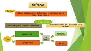 Nefronas
Extraer los componentes de la orina de la sangre que fluye a
través de los riñones.
Dividido en partes corticales y medulares
Función
Tipos
Médula renal
Corteza renal
De
tipo:
Mamíferos
Reptil
Se compone de una red compleja de vasos
capilares
Características
 