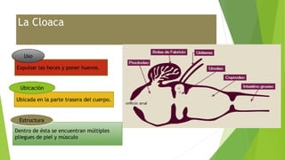 La Cloaca
Dentro de ésta se encuentran múltiples
pliegues de piel y músculo
Ubicada en la parte trasera del cuerpo.
Expulsar las heces y poner huevos.
Uso
Ubicación
Estructura
 