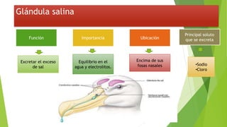 Glándula salina
Función
Encima de sus
fosas nasales
Equilibrio en el
agua y electrolitos.
Ubicación
Excretar el exceso
de sal
Importancia
Principal soluto
que se excreta
•Sodio
•Cloro
 