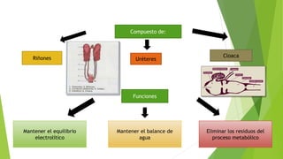 Compuesto de:
Cloaca
UréteresRiñones
Funciones
Mantener el equilibrio
electrolítico
Eliminar los residuos del
proceso metabólico
Mantener el balance de
agua
 
