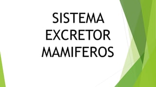 SISTEMA
EXCRETOR
MAMIFEROS
 