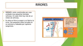 RIÑOÑES
 RIÑONES: están constituidos por unas
unidades muy pequeñas llamadas
nefronas. En cada riñón hay más de un
millón de nefronas.
 En ellas se filtra la sangre y se fabrica la
orina. Son pequeños tubos cerrados en
un extremo y rodeados por capilares
sanguíneos.
 