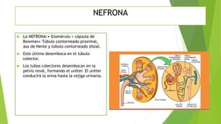 NEFRONA
 La NEFRONA:• Glomérulo + cápsula de
Bowman• Túbulo contorneado proximal,
asa de Henle y túbulo contorneado distal.
 Este último desemboca en el túbulo
colector.
 Los tubos colectores desembocan en la
pelvis renal, formando el uréter. El uréter
conducirá la orina hasta la vejiga urinaria.
 
