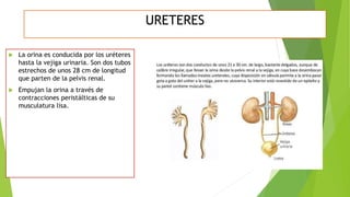 URETERES
 La orina es conducida por los uréteres
hasta la vejiga urinaria. Son dos tubos
estrechos de unos 28 cm de longitud
que parten de la pelvis renal.
 Empujan la orina a través de
contracciones peristálticas de su
musculatura lisa.
 