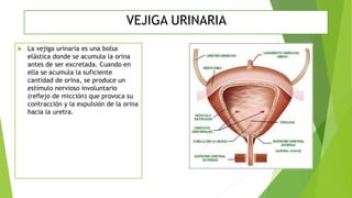 VEJIGA URINARIA
 La vejiga urinaria es una bolsa
elástica donde se acumula la orina
antes de ser excretada. Cuando en
ella se acumula la suficiente
cantidad de orina, se produce un
estímulo nervioso involuntario
(reflejo de micción) que provoca su
contracción y la expulsión de la orina
hacia la uretra.
 