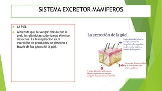  LA PIEL
 A medida que la sangre circula por la
piel, las glándulas sudoríparas eliminan
desechos. La transpiración es la
excreción de productos de desecho a
través de los poros de la piel.
SISTEMA EXCRETOR MAMIFEROS
 