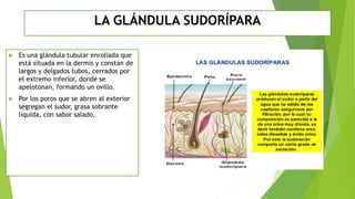 LA GLÁNDULA SUDORÍPARA
 Es una glándula tubular enrollada que
está situada en la dermis y constan de
largos y delgados tubos, cerrados por
el extremo inferior, donde se
apelotonan, formando un ovillo.
 Por los poros que se abren al exterior
segregan el sudor, grasa sobrante
liquida, con sabor salado,
 