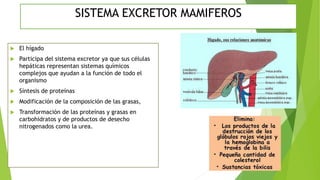  El hígado
 Participa del sistema excretor ya que sus células
hepáticas representan sistemas químicos
complejos que ayudan a la función de todo el
organismo
 Síntesis de proteínas
 Modificación de la composición de las grasas,
 Transformación de las proteínas y grasas en
carbohidratos y de productos de desecho
nitrogenados como la urea.
SISTEMA EXCRETOR MAMIFEROS
 