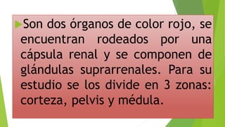 Son dos órganos de color rojo, se
encuentran rodeados por una
cápsula renal y se componen de
glándulas suprarrenales. Para su
estudio se los divide en 3 zonas:
corteza, pelvis y médula.
 