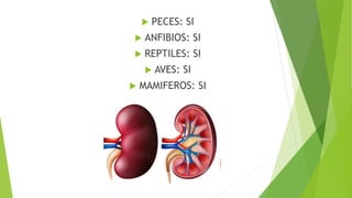  PECES: SI
 ANFIBIOS: SI
 REPTILES: SI
 AVES: SI
 MAMIFEROS: SI
 