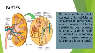 PARTES
 Pelvis renal: Debajo de la
corteza y la médula se
encuentra la pelvis renal,
una cámara interior
subdividida que recolecta
la orina y la dirige hacia
el uréter. En ella entran y
salen, respectivamente,
la arteria y la vena renal.
 