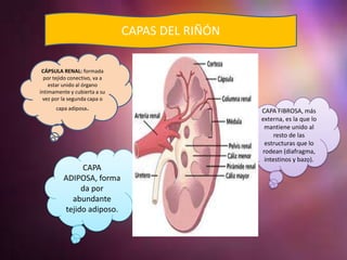 Aparato excretor o urinario | PPTX